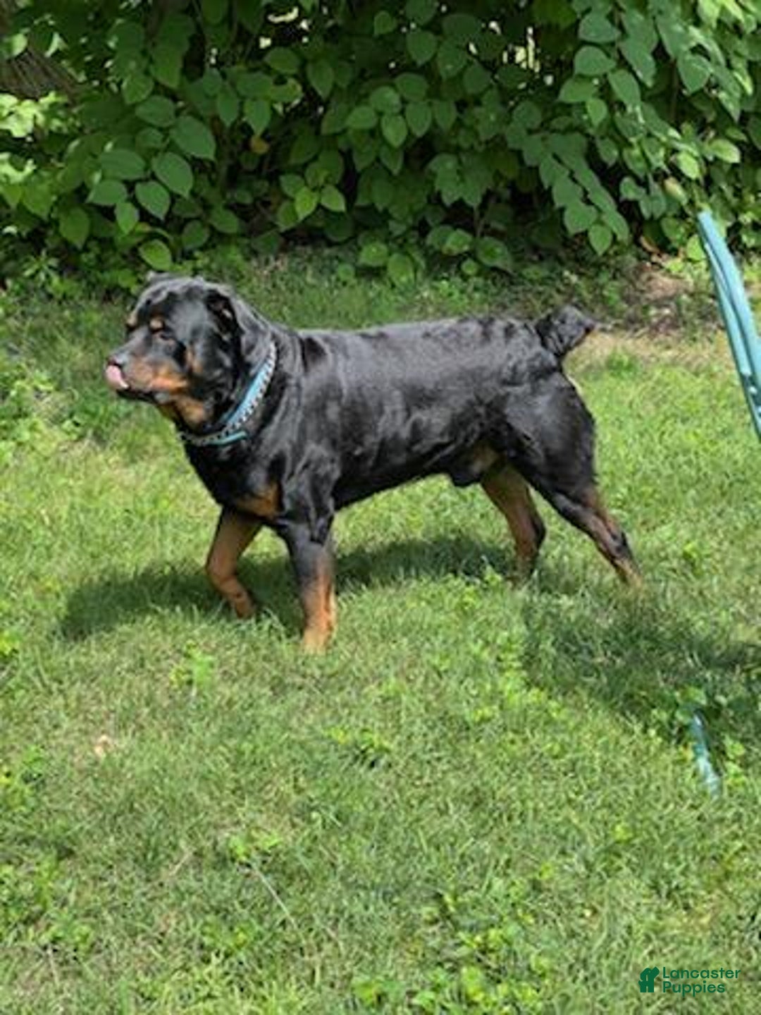 Rottweiler dogs for sale: Lavender - Image 17