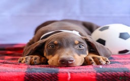 Doberman Pinscher dogs for sale: Duke - Image 12