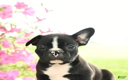 Frenchton dogs for sale: Gus - Image 5
