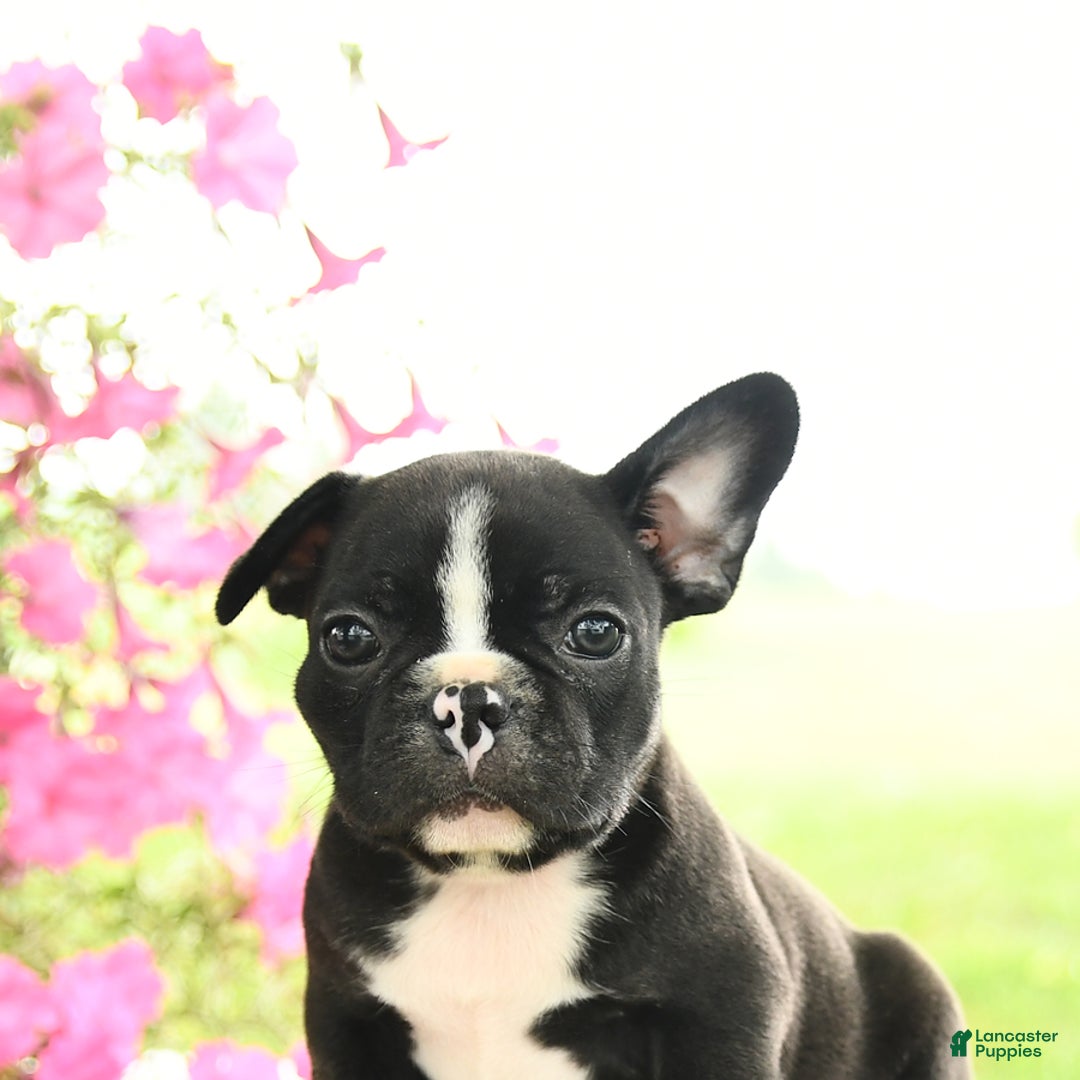 Frenchton dogs for sale: Gus - Image 5