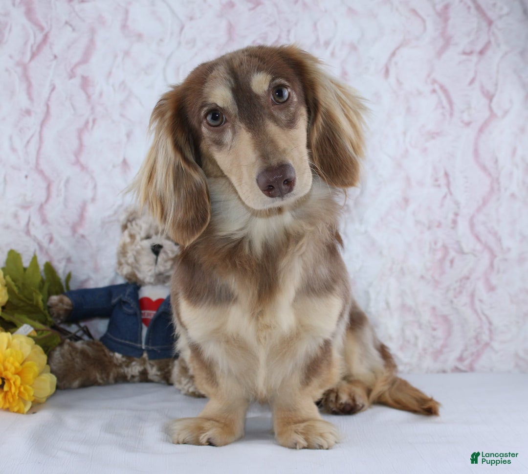 Miniature Dachshund dogs for sale: Uriah - Image 5