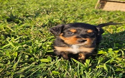 Bernese Mountain Dog dogs for sale: Bernese Mountain Dog 8 puppies - Image 20