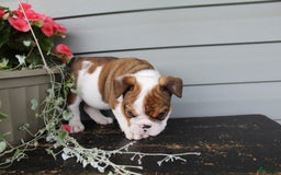 English Bulldog dogs for sale: Raisin - Image 8