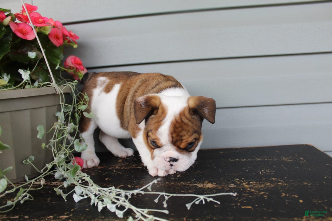 English Bulldog dogs for sale: Raisin - Image 8