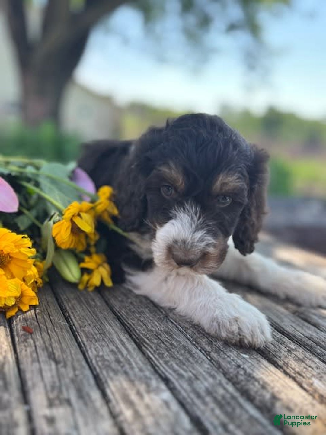 Bernedoodle dogs for sale: Gemma - Image 4