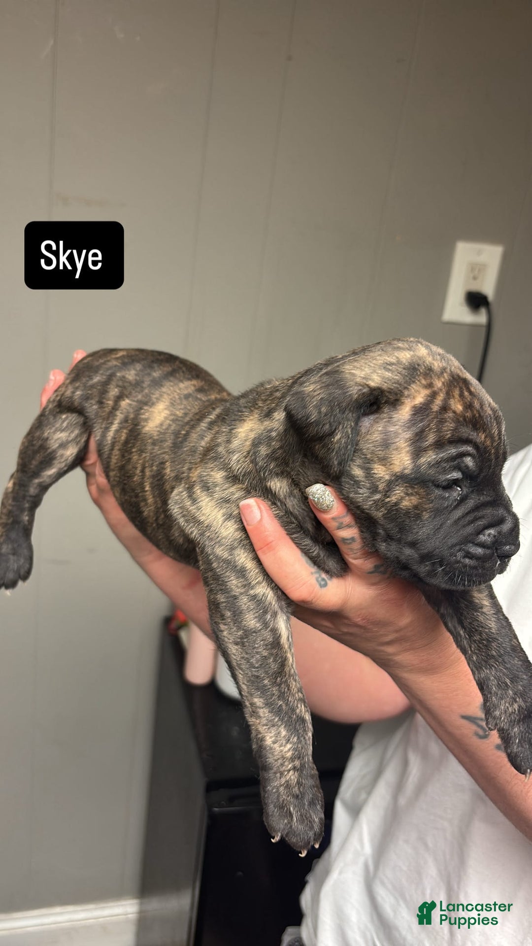 Cane Corso dogs for sale: Skye - Image 1