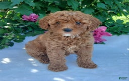 Toy Poodle dogs for sale: Angel - Image 1