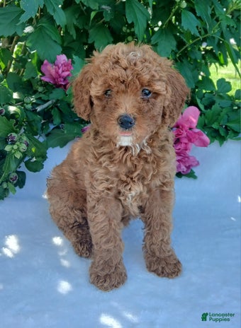 Toy Poodle dogs for sale - Ad 4