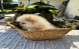 Pomeranian dogs for sale: Pomeranian Puppy Male - Image 3