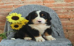 Greater Swiss Mountain Dog dogs for sale: Rex - Image 2
