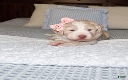 Labradoodle dogs for sale: Honey - Image 1