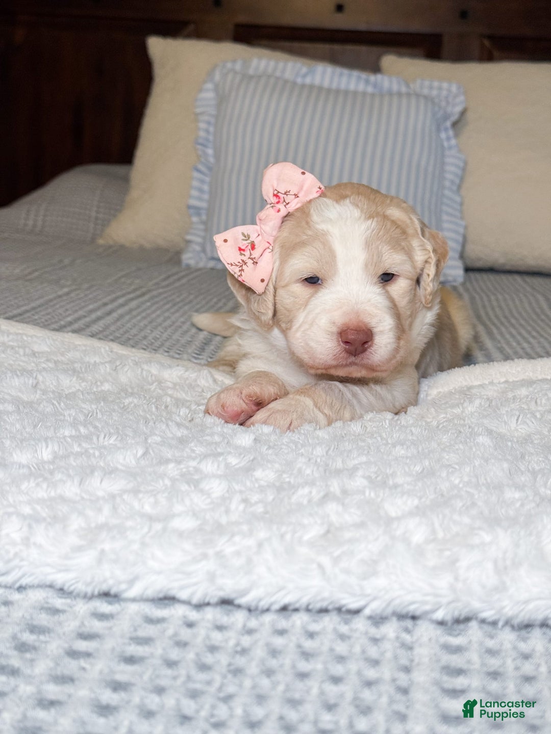 Labradoodle dogs for sale: Honey - Image 1