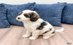 Mini Bernedoodle dogs for sale: Chase - Image 9