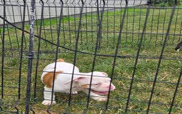 English Bulldog dogs for sale: Peaches - Image 12