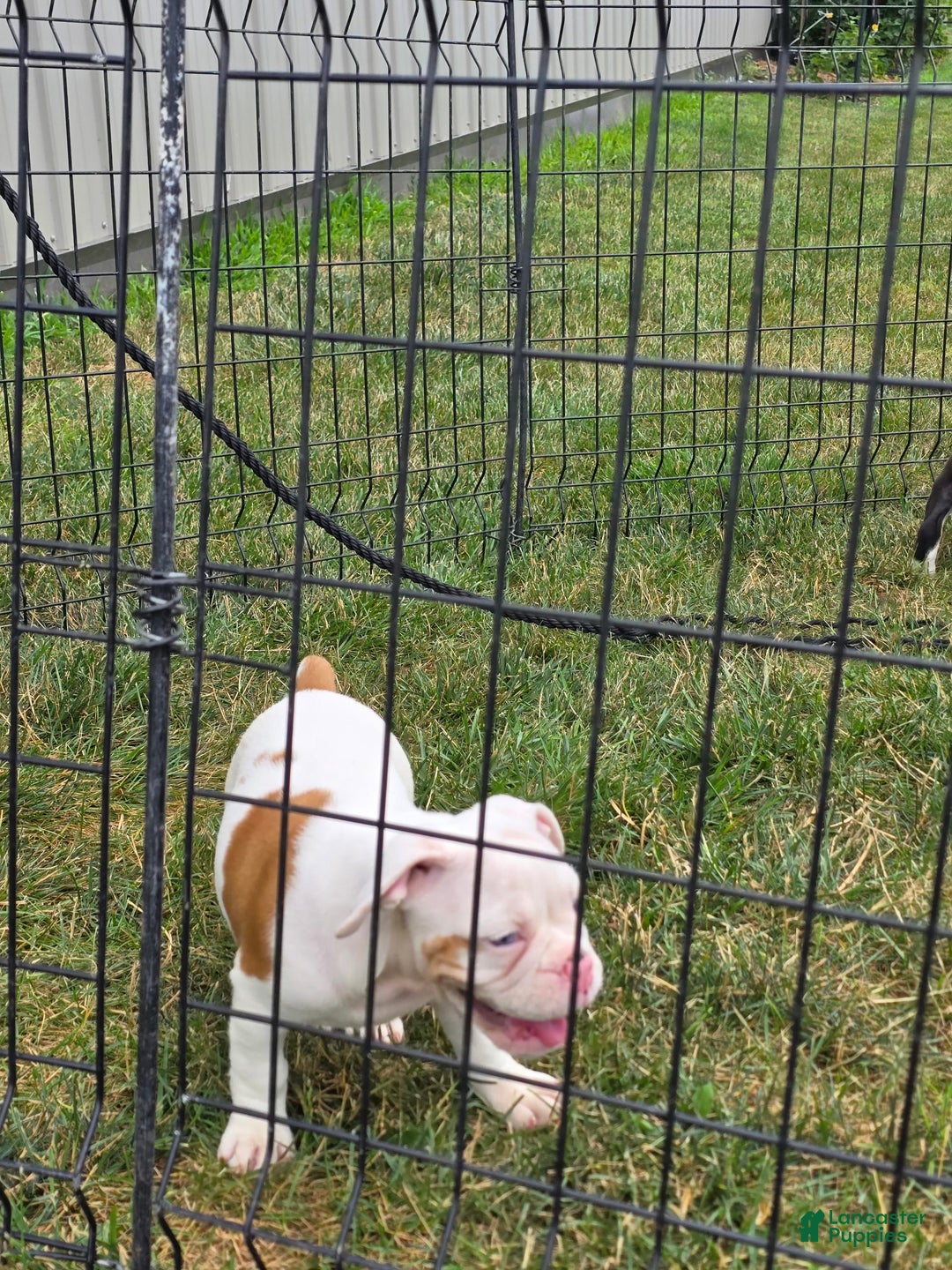 English Bulldog dogs for sale: Peaches - Image 12