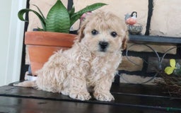 Shihpoo dogs for sale: Shih-Poo 5 puppies - Image 14