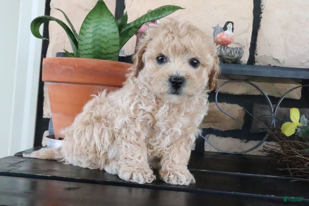 Shihpoo dogs for sale: Shih-Poo 5 puppies - Image 14