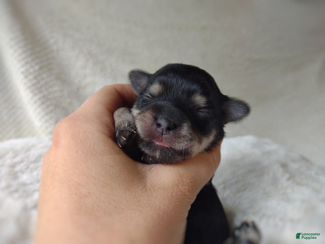 Morkie dogs for sale: Cream Point Ladybug - Image 13