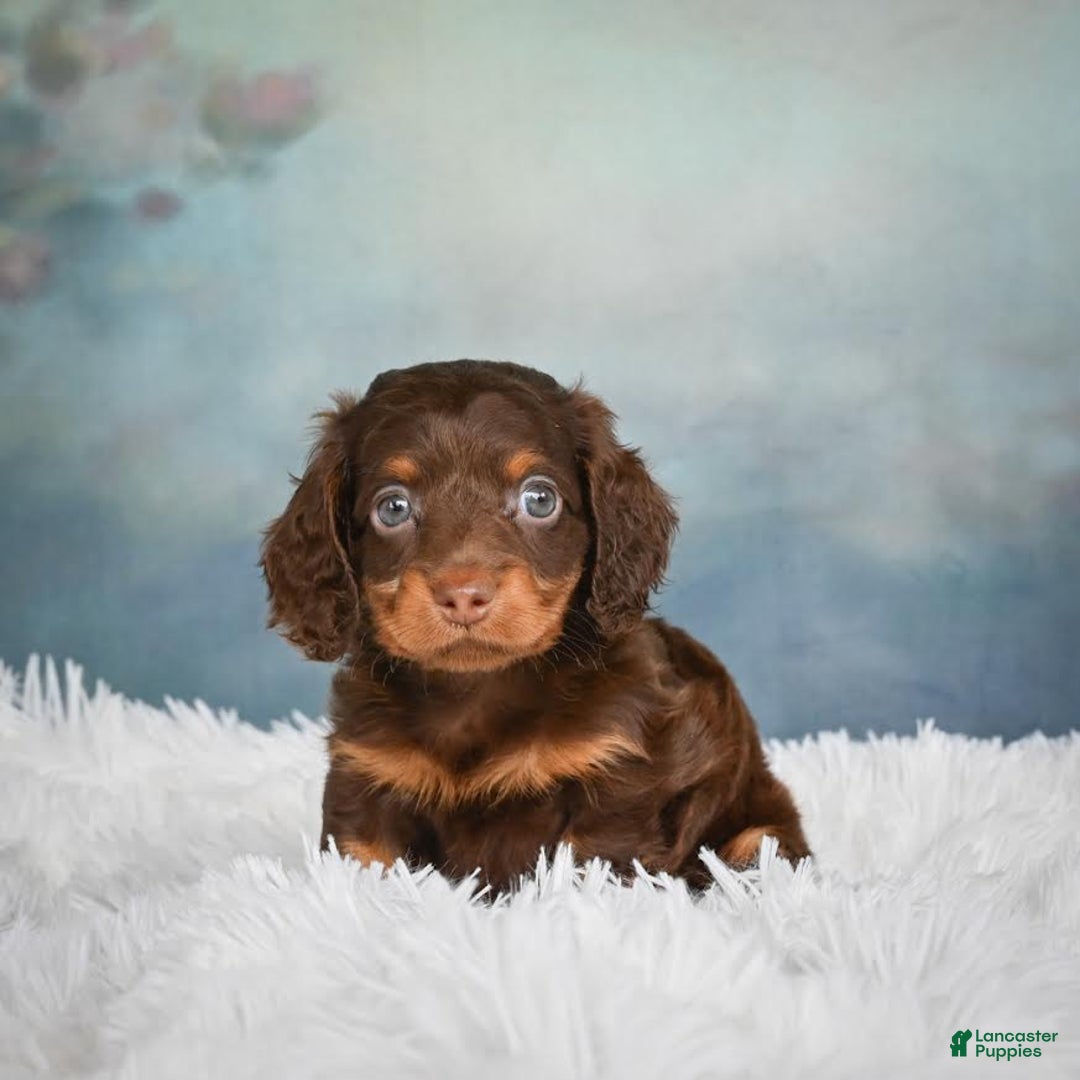 Miniature Dachshund dogs for sale: Benji - Image 7