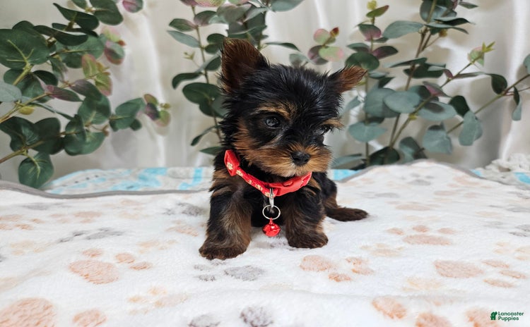 Yorkshire Terrier dogs for sale - Ad 5