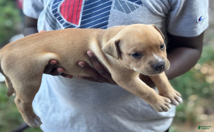 American Bully dogs for sale - Ad 3