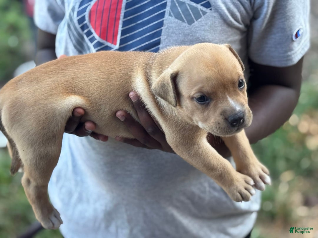 American Bully dogs for sale: Coco Jr - Image 1