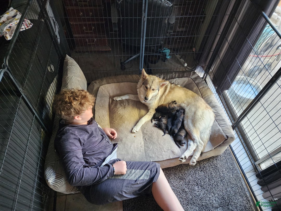 German Shepherd dogs for sale: Dippers - Image 2