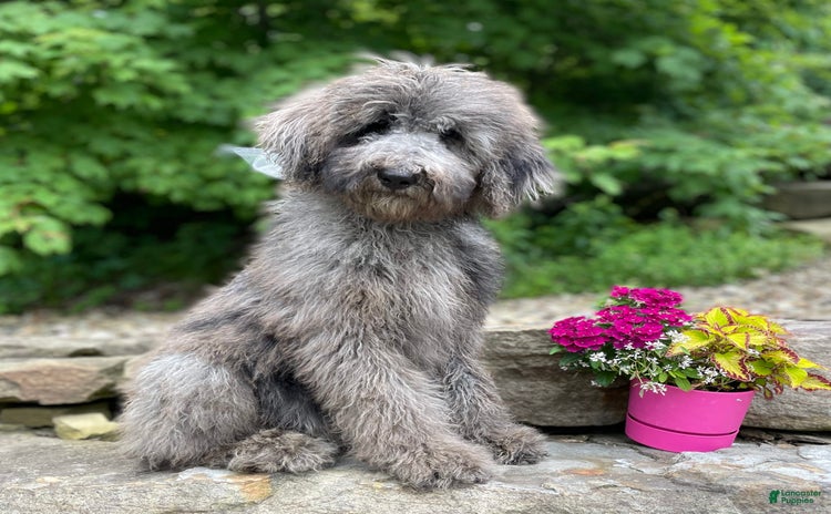 Standard Poodle dogs for sale - Ad 4