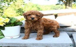 Miniature Poodle dogs for sale: Elam - Image 3