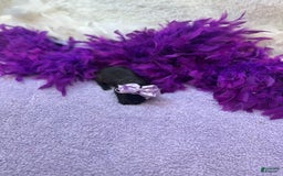 Morkie dogs for sale: Sugar - Image 1