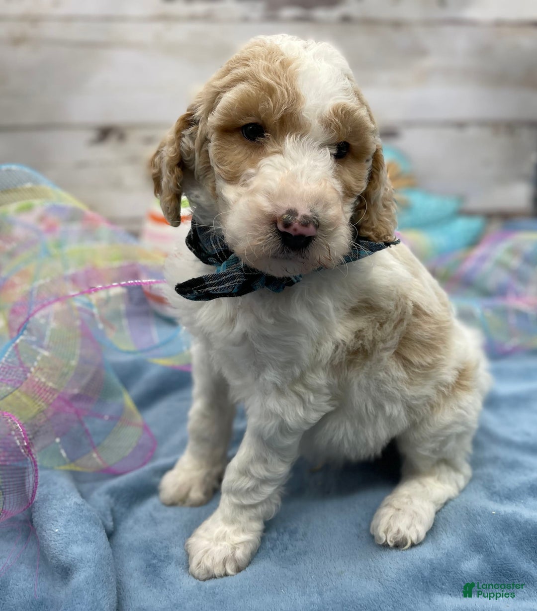 Standard Poodle dogs for sale: Gus - Image 29