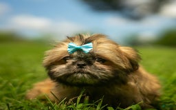 Shih Tzu dogs for sale: Cinnamon Toast Crunch - Image 4