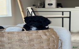 Cockapoo dogs for sale: Sage - Image 6