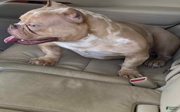 American Bully dogs for sale: China - Image 9