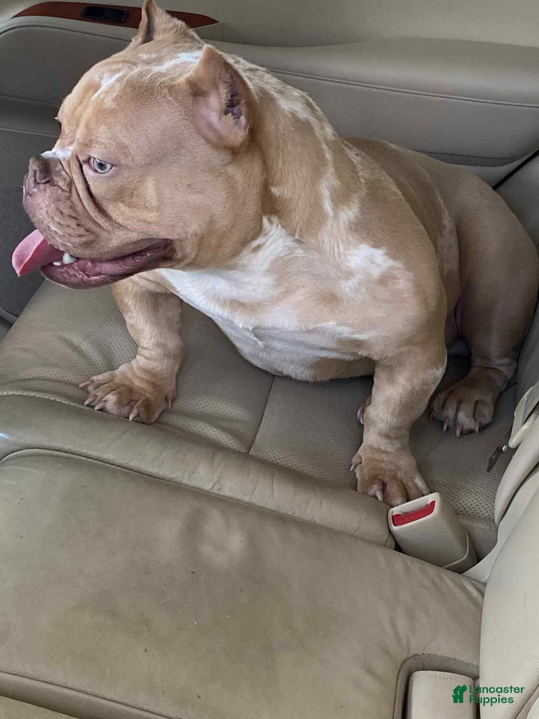 American Bully dogs for sale: China - Image 9