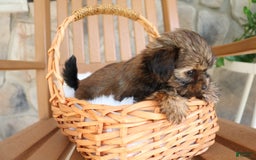 Shorkie dogs for sale: Khloe - Image 11