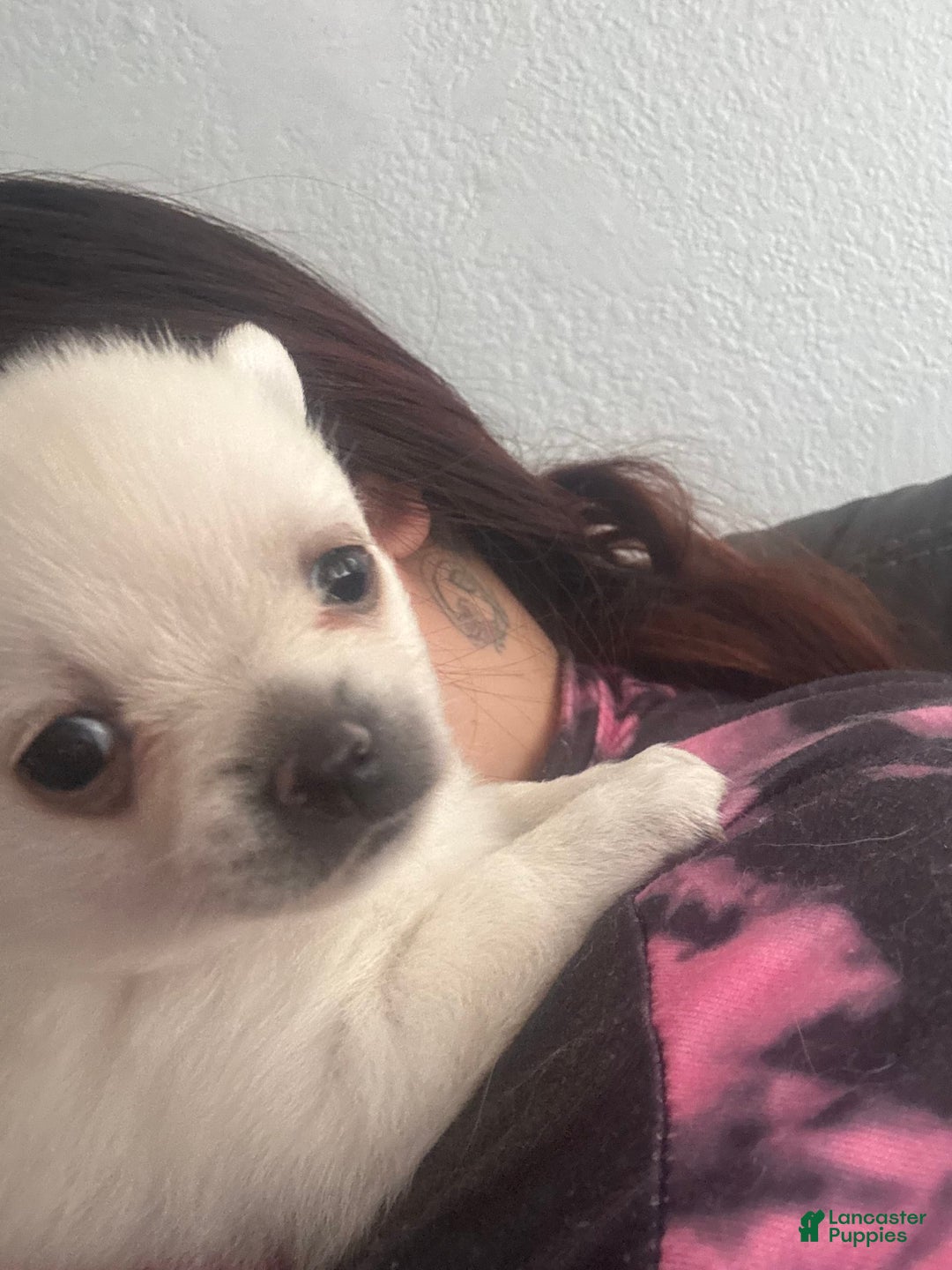 Pomchi dogs for sale: Bubbles - Image 1