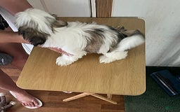 Shih Tzu dogs for sale: Little Rascal - Image 5