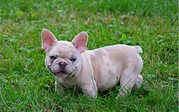 French Bulldog dogs for sale: Aragon - Image 5