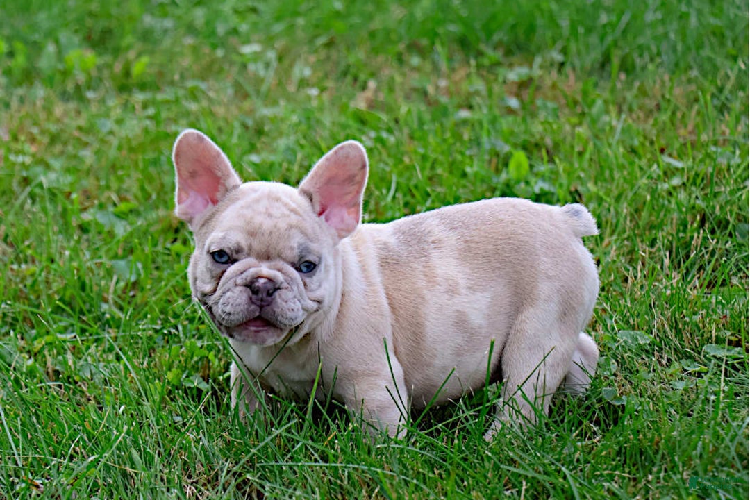 French Bulldog dogs for sale: Aragon - Image 5