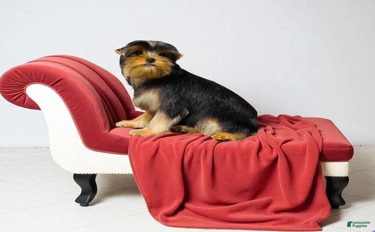 Yorkshire Terrier dogs for sale - Ad 3