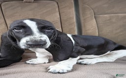 Basset Hound dogs for sale: Molly - Image 4