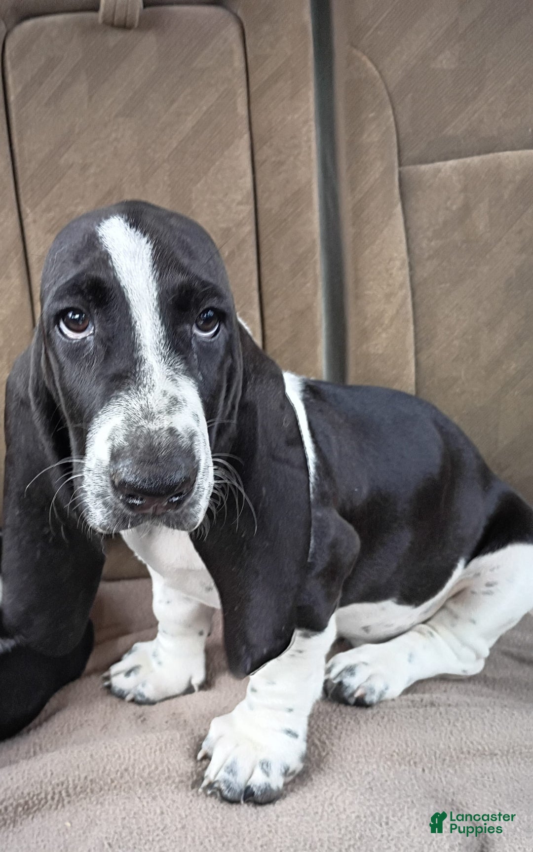 Basset Hound dogs for sale: Molly - Image 4