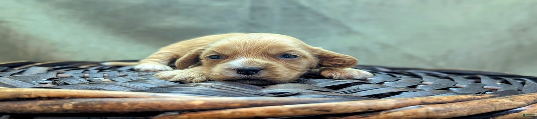 Ruffnut
