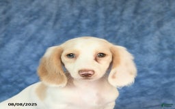 Miniature Dachshund dogs for sale: Skippy - Image 4