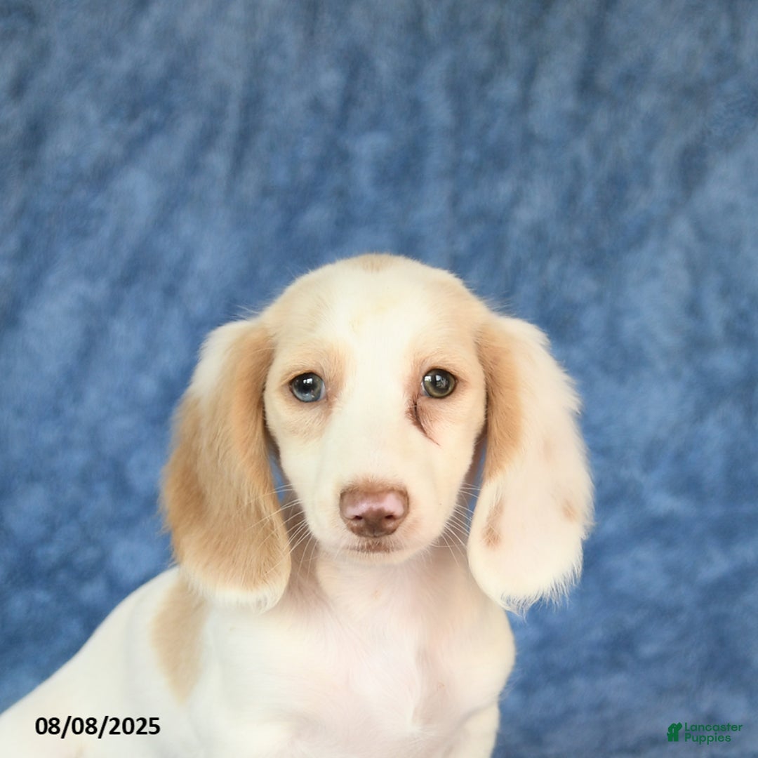 Miniature Dachshund dogs for sale: Skippy - Image 4