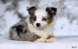  dogs for sale: Frisky - Image 9