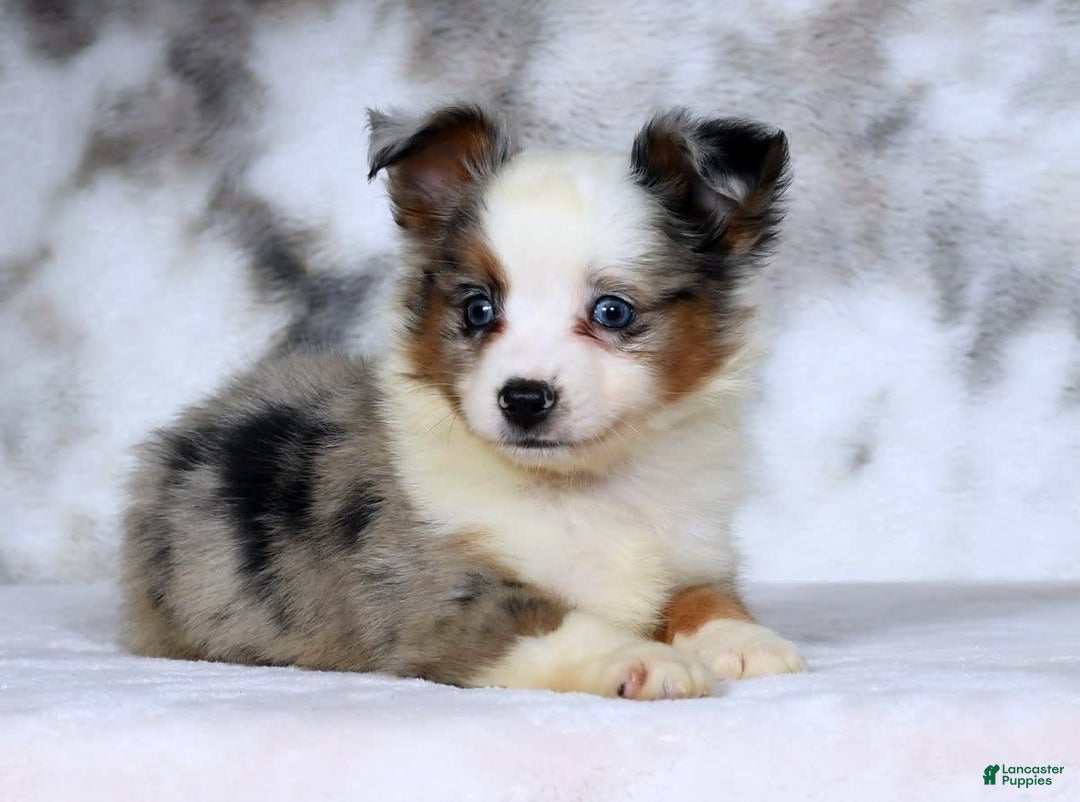  dogs for sale: Frisky - Image 9
