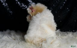 Maltipoo dogs for sale: Prissy - Image 1