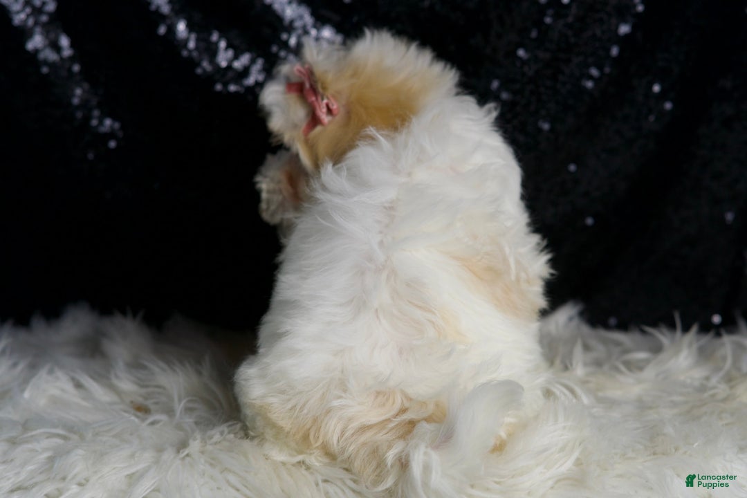 Maltipoo dogs for sale: Prissy - Image 1
